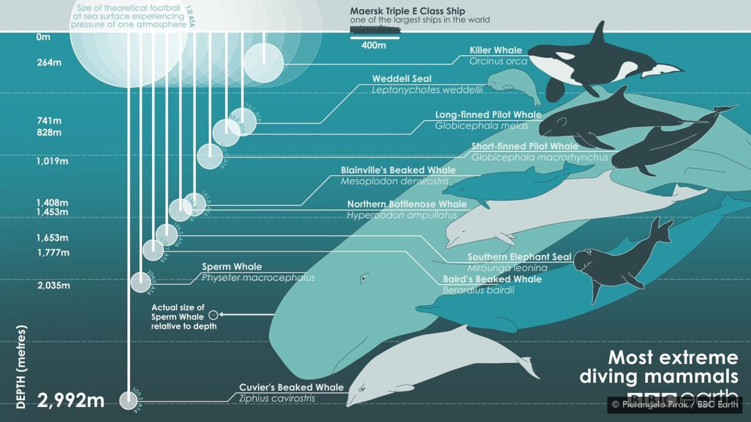 Максимальная глубина погружения кита