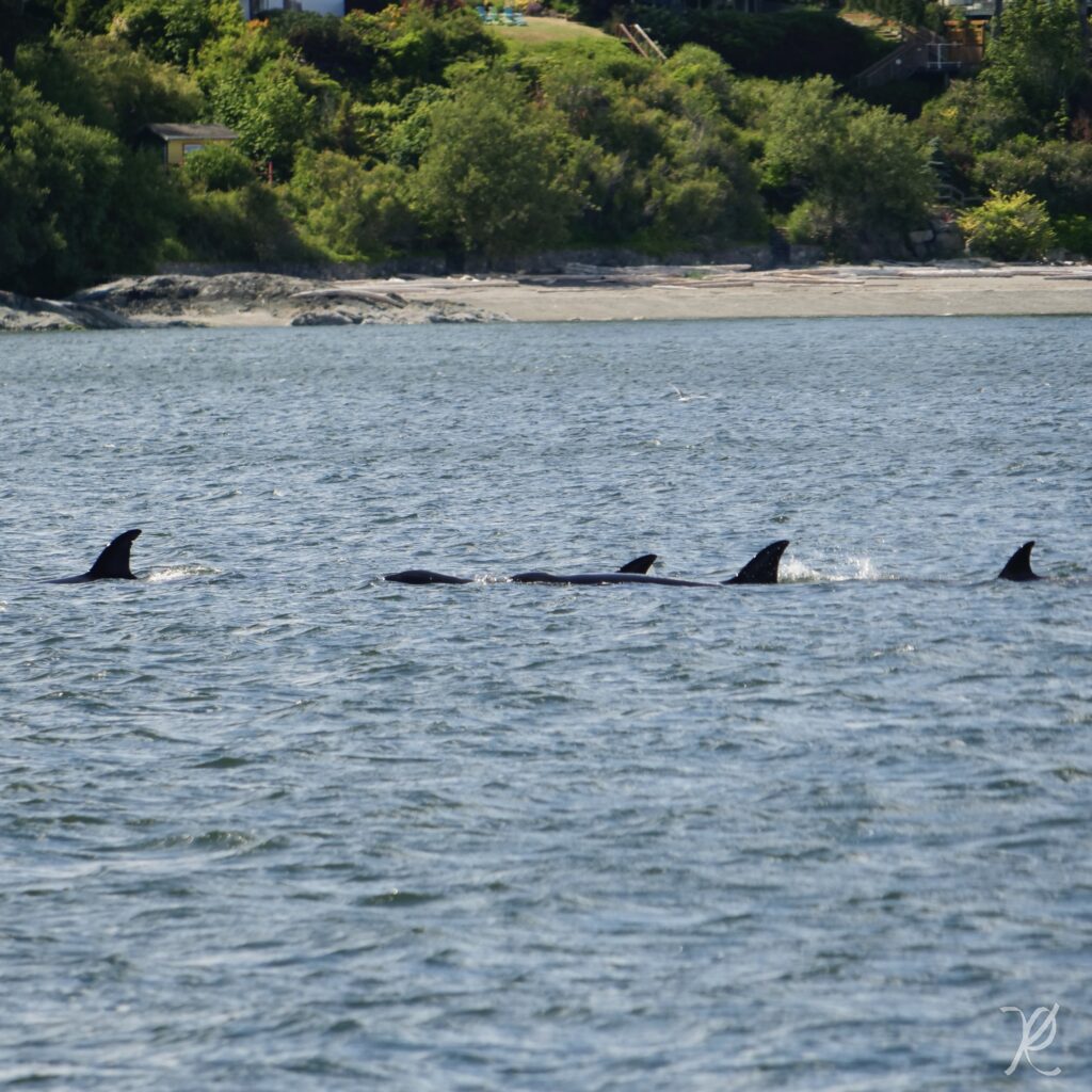 T99s in Cordova Bay – Springtide Whale Watching