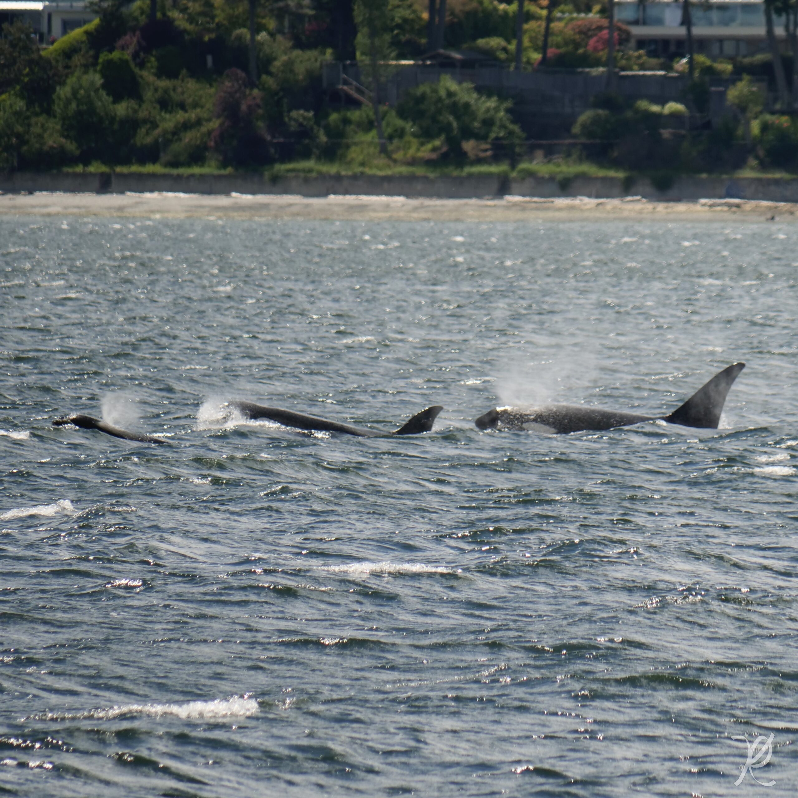 T99s in Cordova Bay – Springtide Whale Watching
